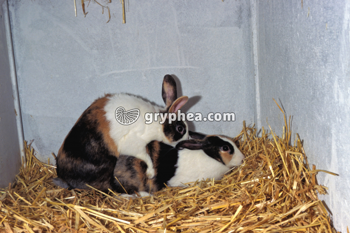 Lapins - Accouplement du mâle avec la femellle - gryphea.com